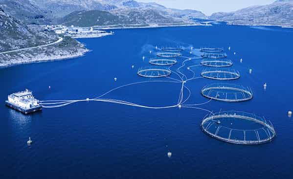 Aquaculture communications
