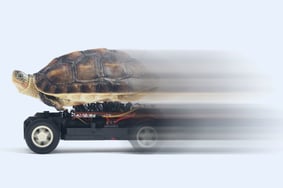 turtle-on-a-toy-car-picture-id472069075
